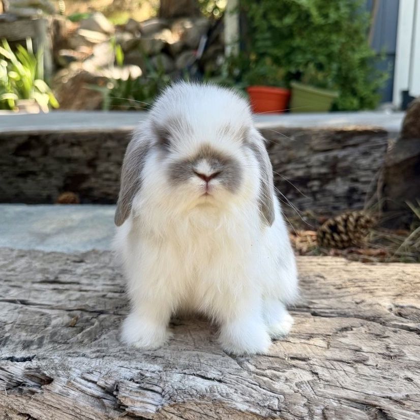 Purebred Holland Lop Doe