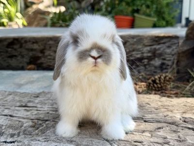 Purebred Holland Lop Doe