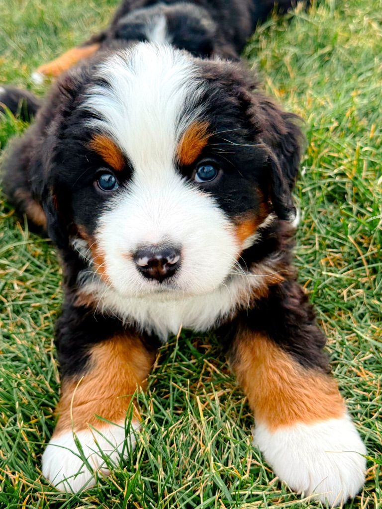 AKC Bernese Mountain Dog Puppies – Family Raised, Ready Soon