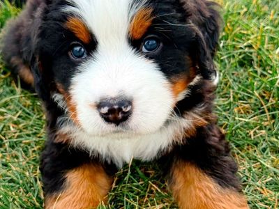 AKC Bernese Mountain Dog Puppies – Family Raised, Ready Soon