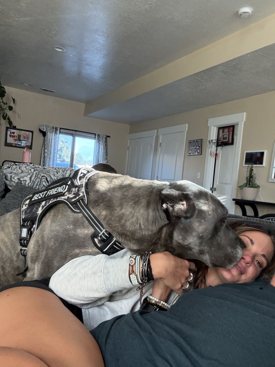 Best Friend Dog cane corso