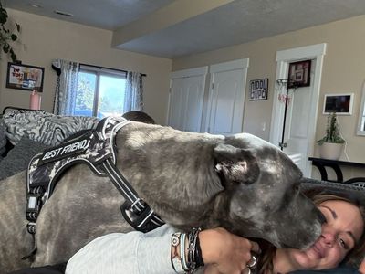 Best Friend Dog cane corso