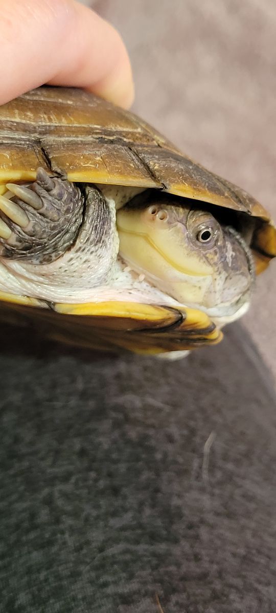 African Side-Necked Freshwater Turtle