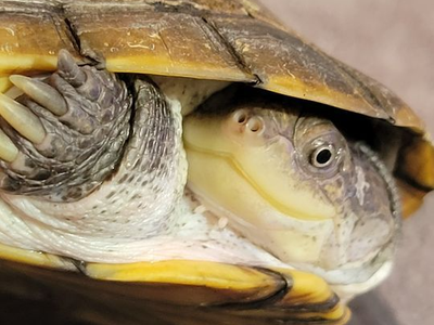 African Side-Necked Freshwater Turtle