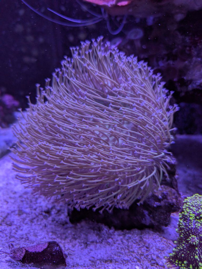 wheeping willow toadstool coral