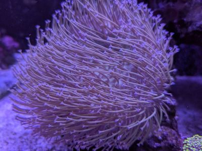 wheeping willow toadstool coral
