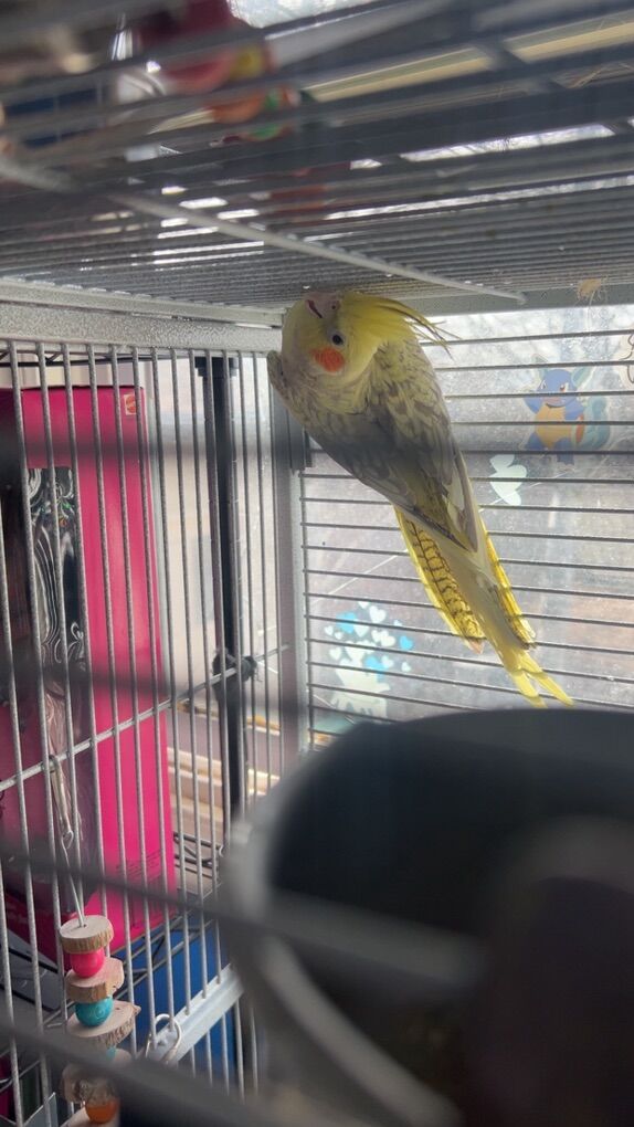 Male & female Cockatiels For Sale