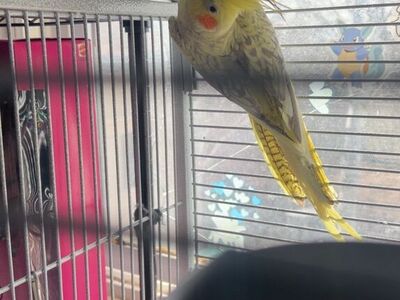 Male & female Cockatiels For Sale