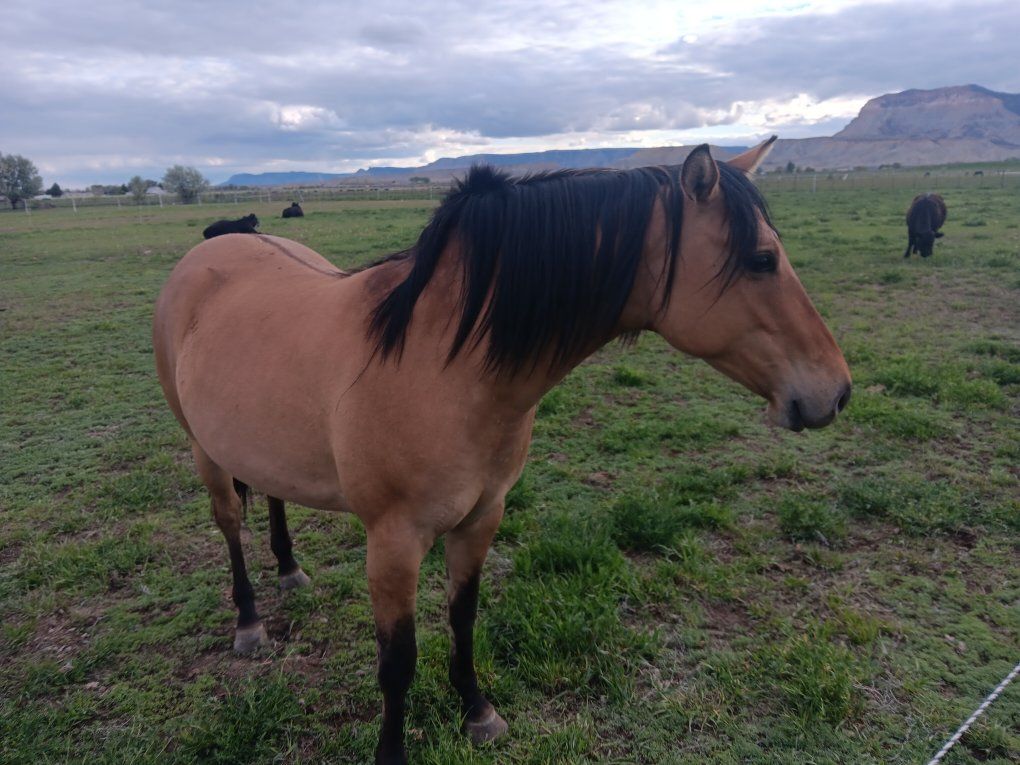 Beautiful bay dunn filly