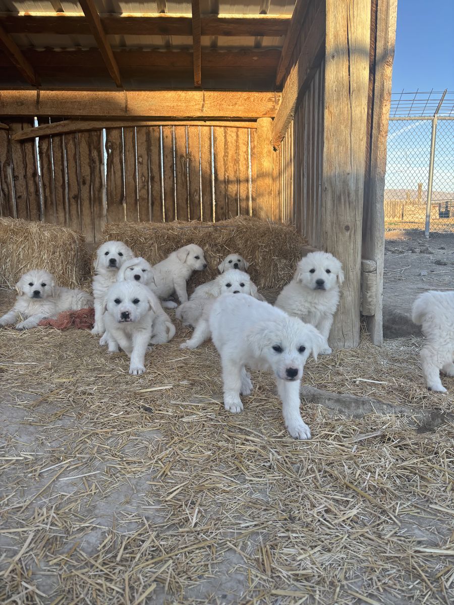 Great Pyrenees/Akbash Puppies