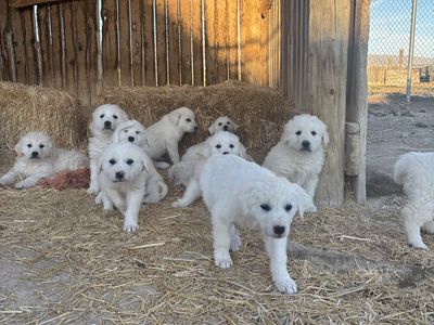 Great Pyrenees/Akbash Puppies