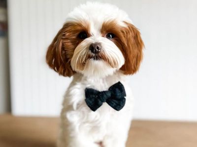 Ozzy - 4lb -/- 15.5% GR Multigen Micro Goldendoodle Stud