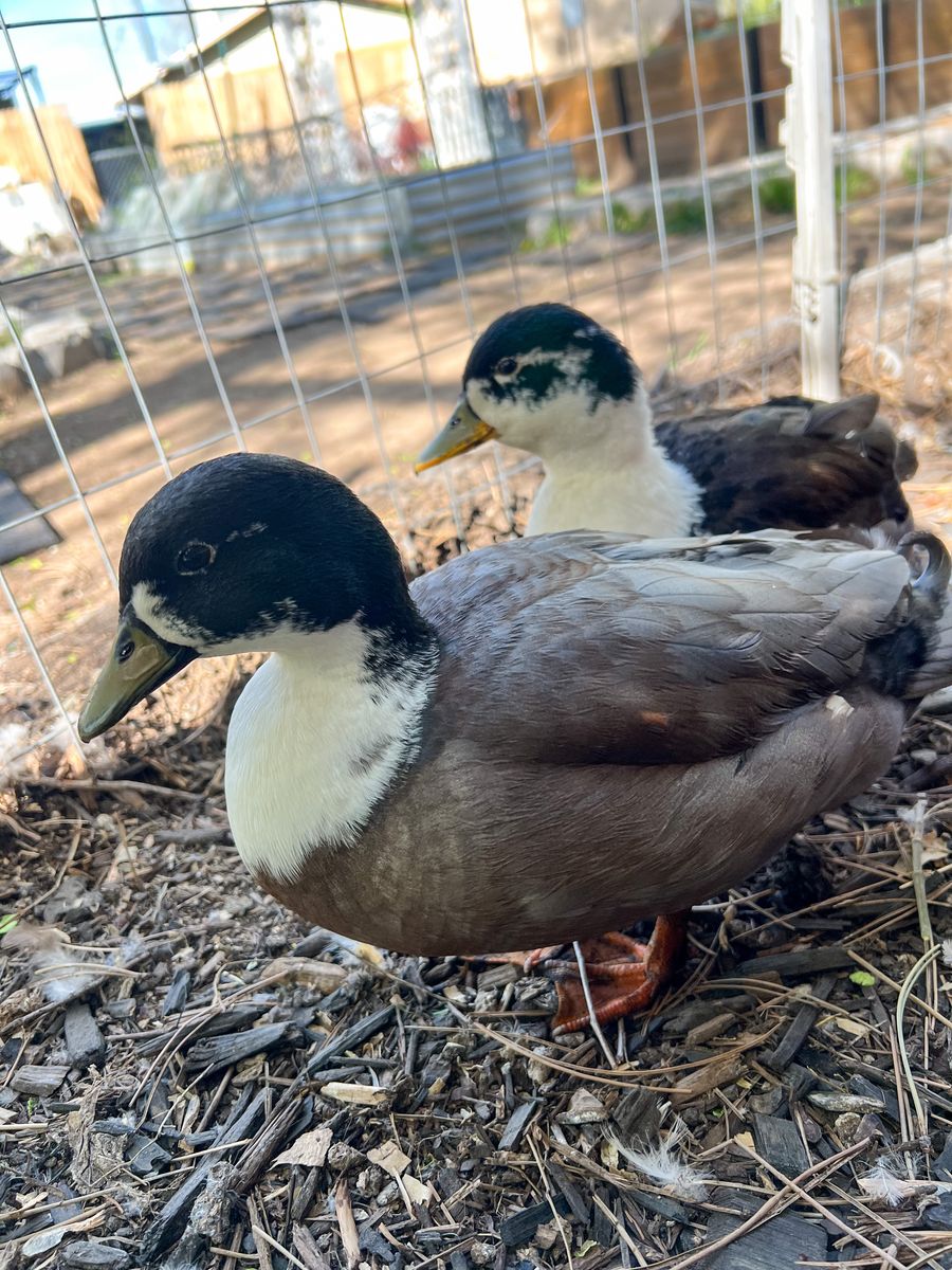 Two Call Ducks Blue Bibbed Pattern  Duck Drake