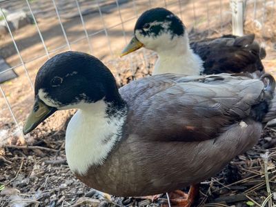 Two Call Ducks Blue Bibbed Pattern Duck Drake