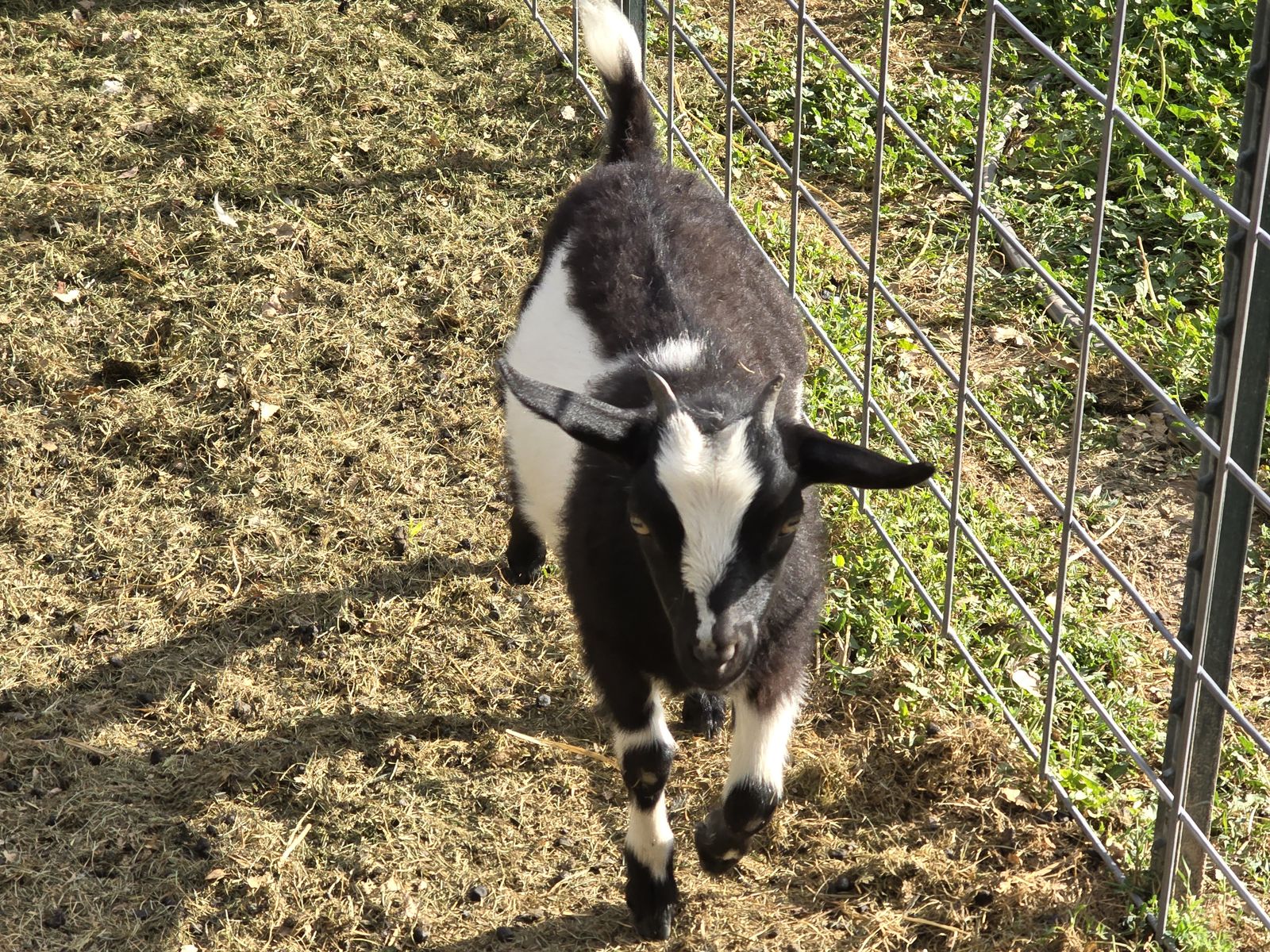Pygmy fainting goats