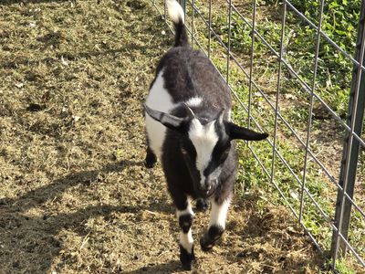 Pygmy fainting goats