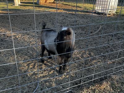 Friendly bucks