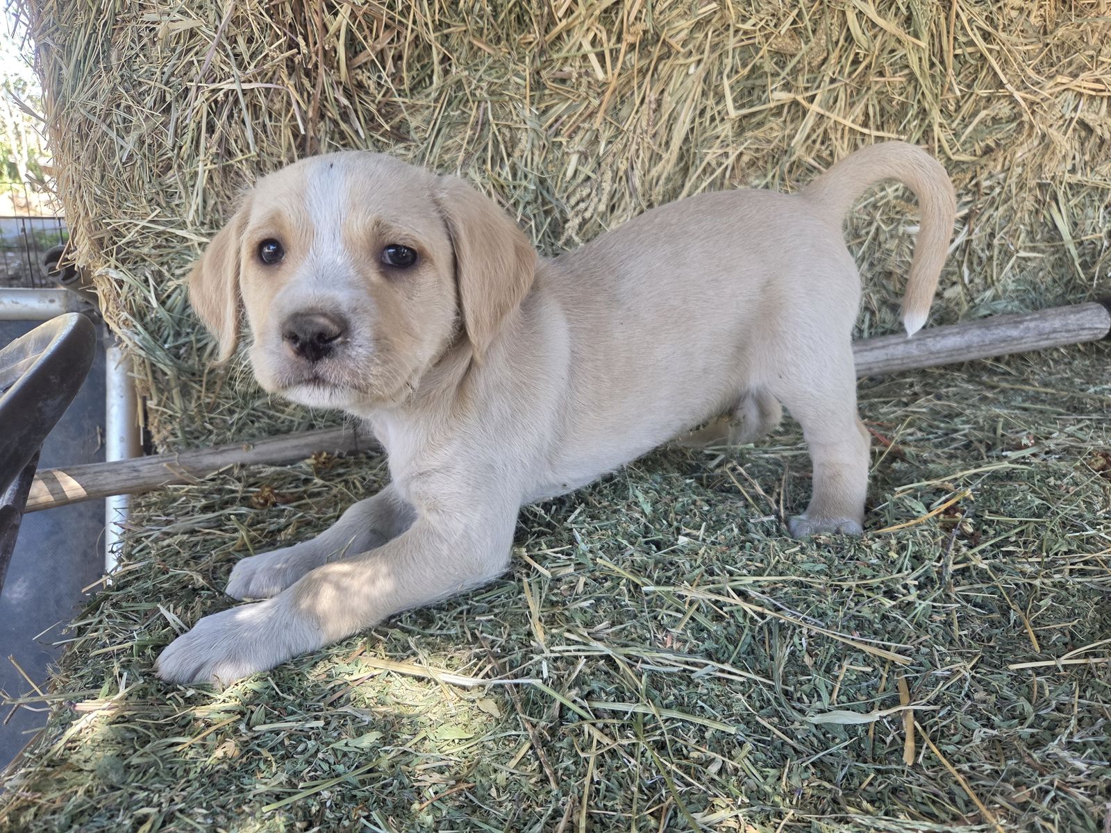 Puppies 3 males