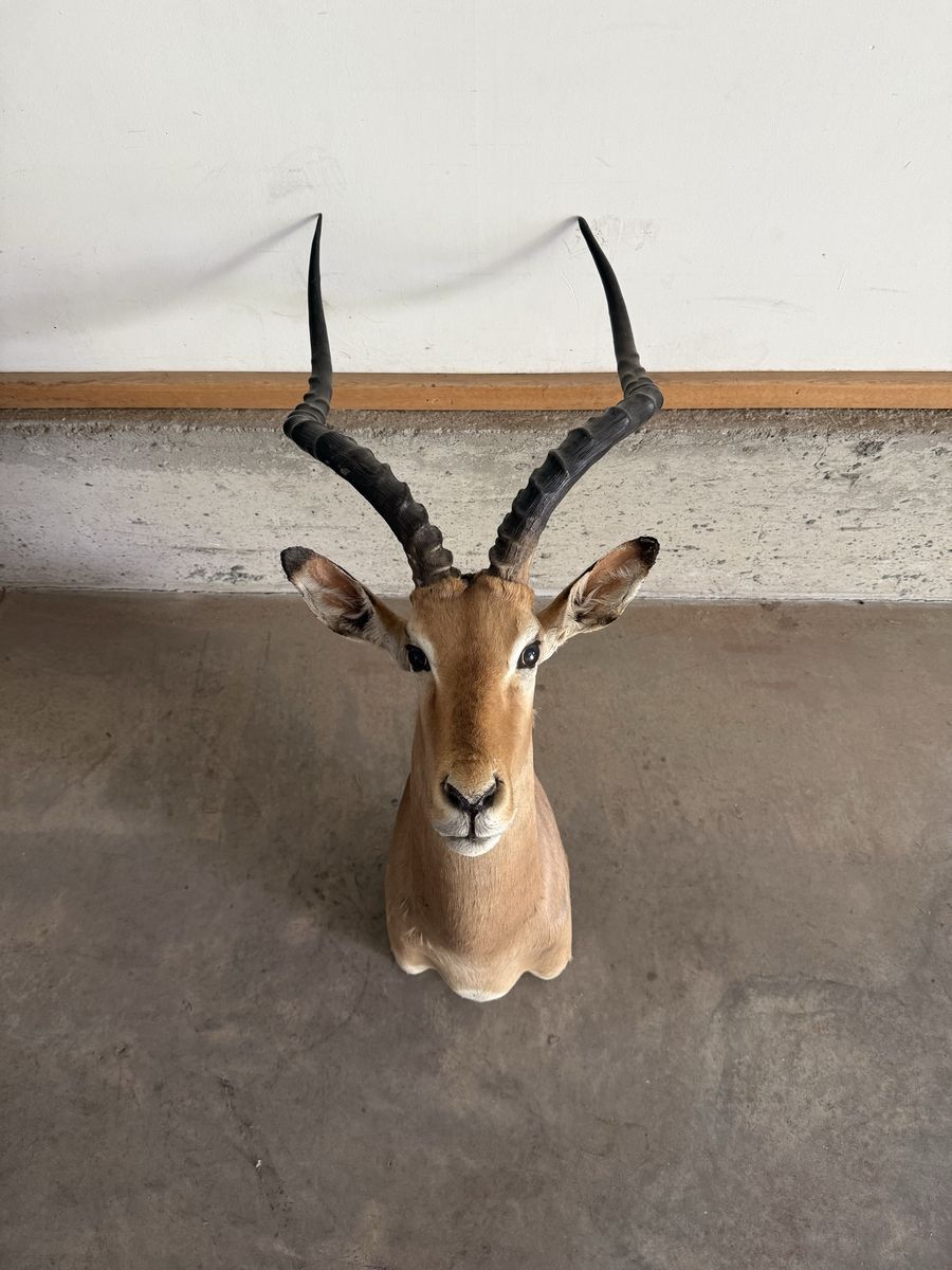 Impala Mount