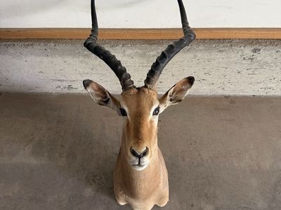 Impala Mount