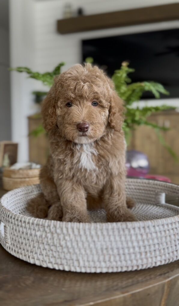 Doodle Bears of Southern Utah