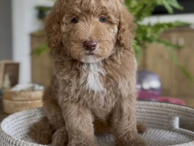 Doodle Bears of Southern Utah