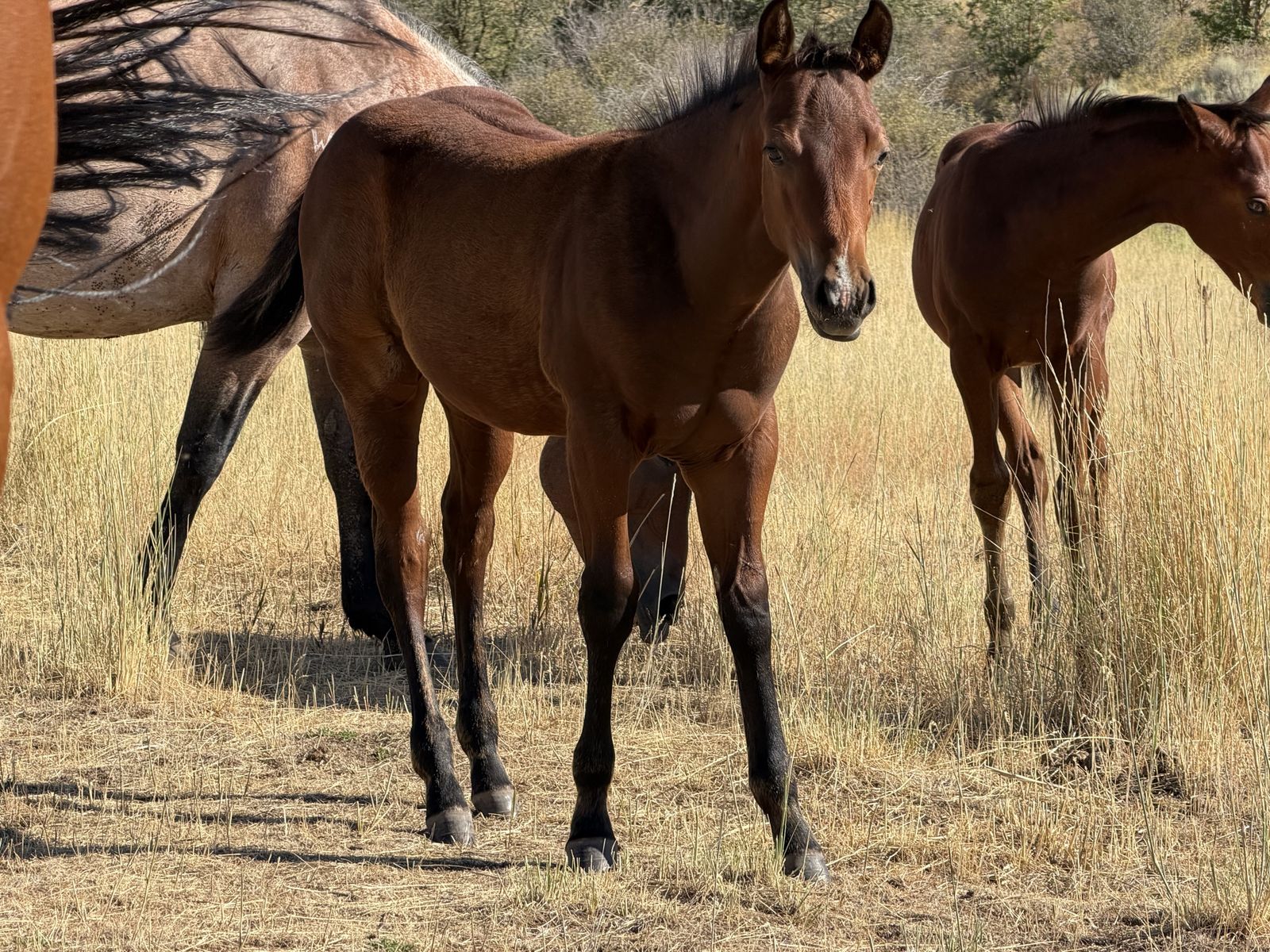 2026 bay filly