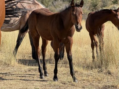 2026 bay filly