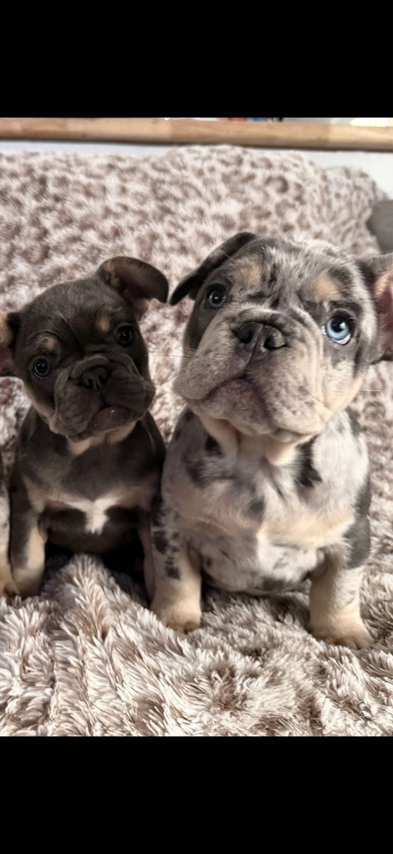 Akc French bulldogs