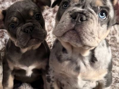 Akc French bulldogs