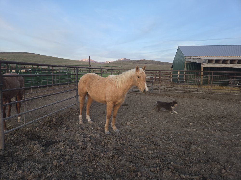 palamino gelding