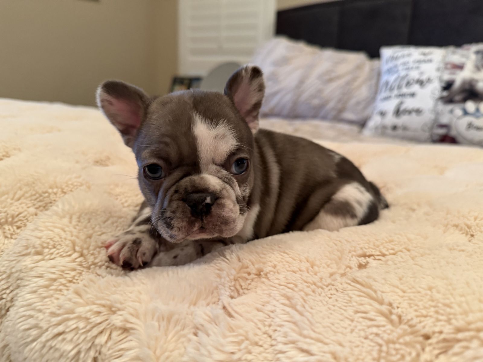 Adorable Female French Bulldog Puppy - Rare Merle colors!