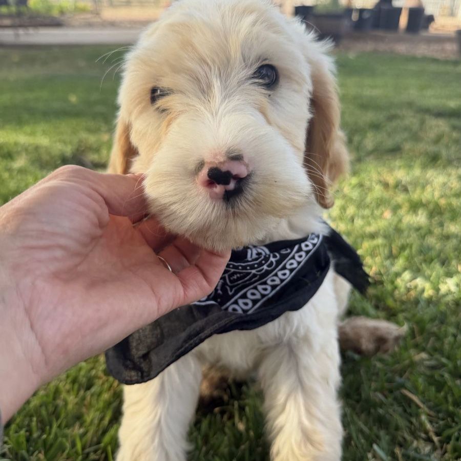 Portidoodle Puppies- Portuguese Water Dog x Goldendoodle
