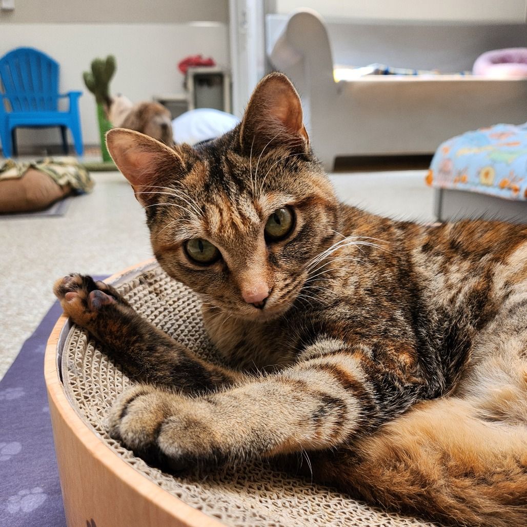 Hello my name is Indy