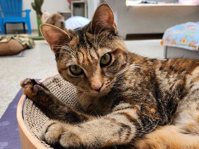 Hello my name is Indy