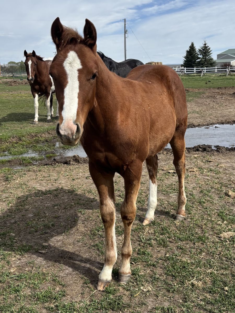 2026 Sorrel AQHA Registered Filly "Nutmeg"
