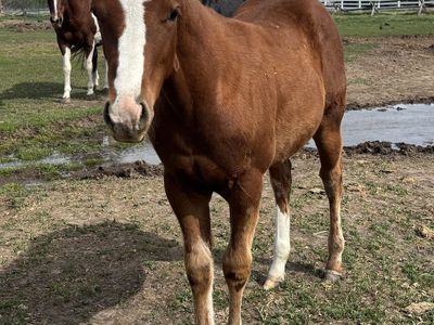 2026 Sorrel AQHA Registered Filly "Nutmeg"