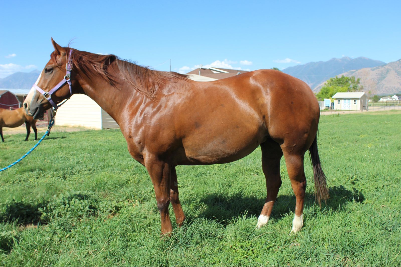 5yr old In Foal Broodmare to Mr Soul