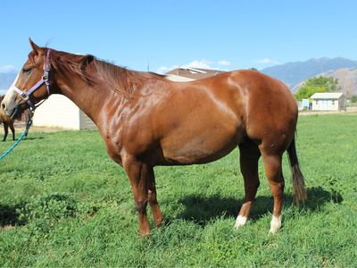 5yr old In Foal Broodmare to Mr Soul