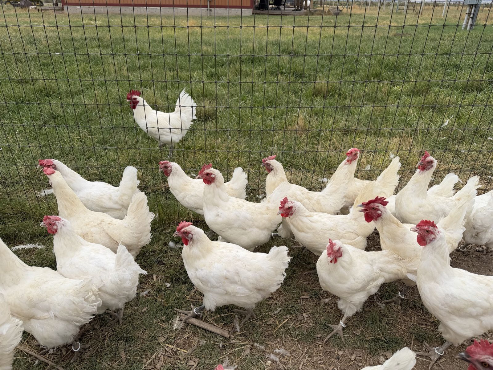 American Bresse Laying Hens
