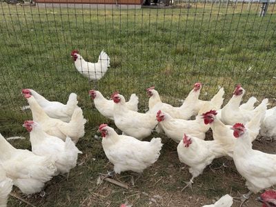 American Bresse Laying Hens