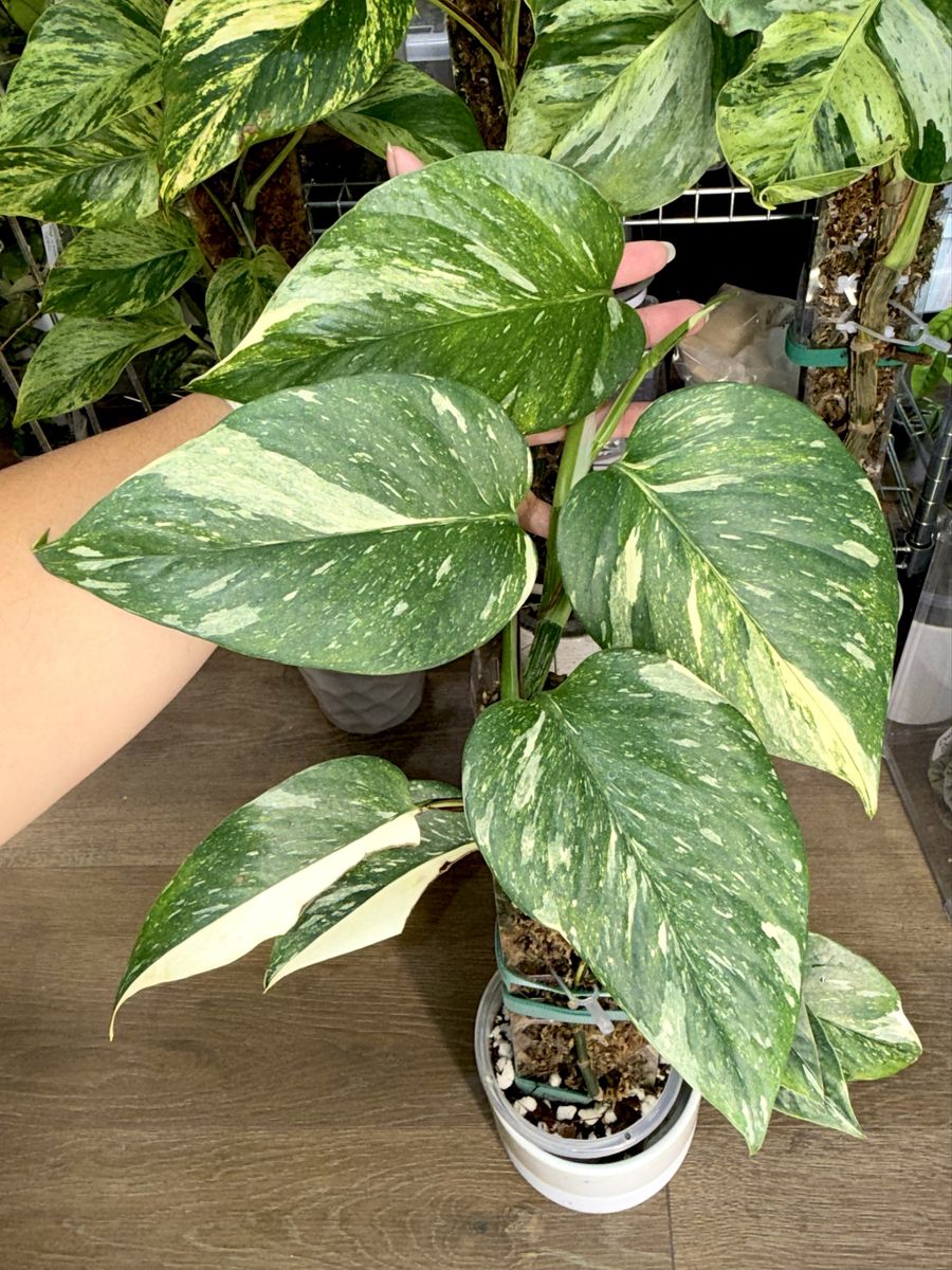 Epipremnum aureum “Colorado Constellation” - Plant