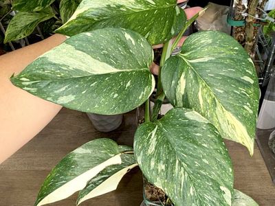 Epipremnum aureum “Colorado Constellation” - Plant