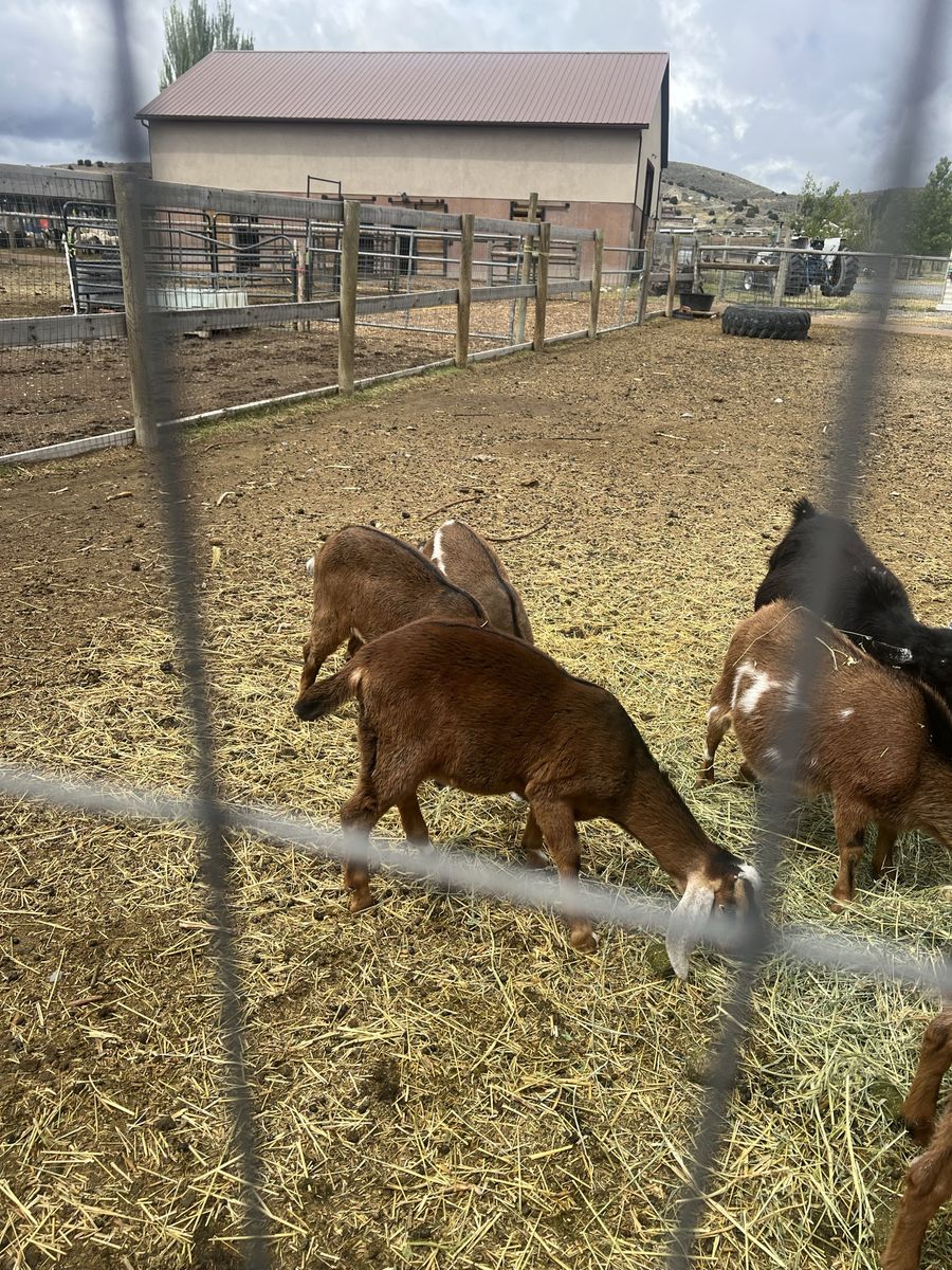 Great milking lines - Nubian Doelings and buckling