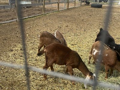 Great milking lines - Nubian Doelings and buckling