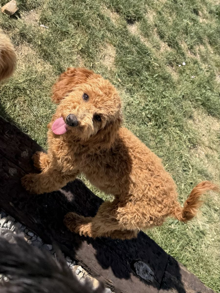 Micro Mini Goldendoodle Boy - Potty, Crate & Doggy Door Trained Puppy - Born Jan 4th