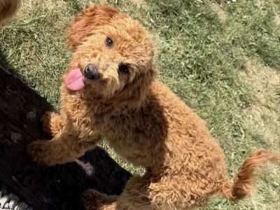 Micro Mini Goldendoodle Boy - Potty, Crate & Doggy Door Trained Puppy - Born Jan 4th