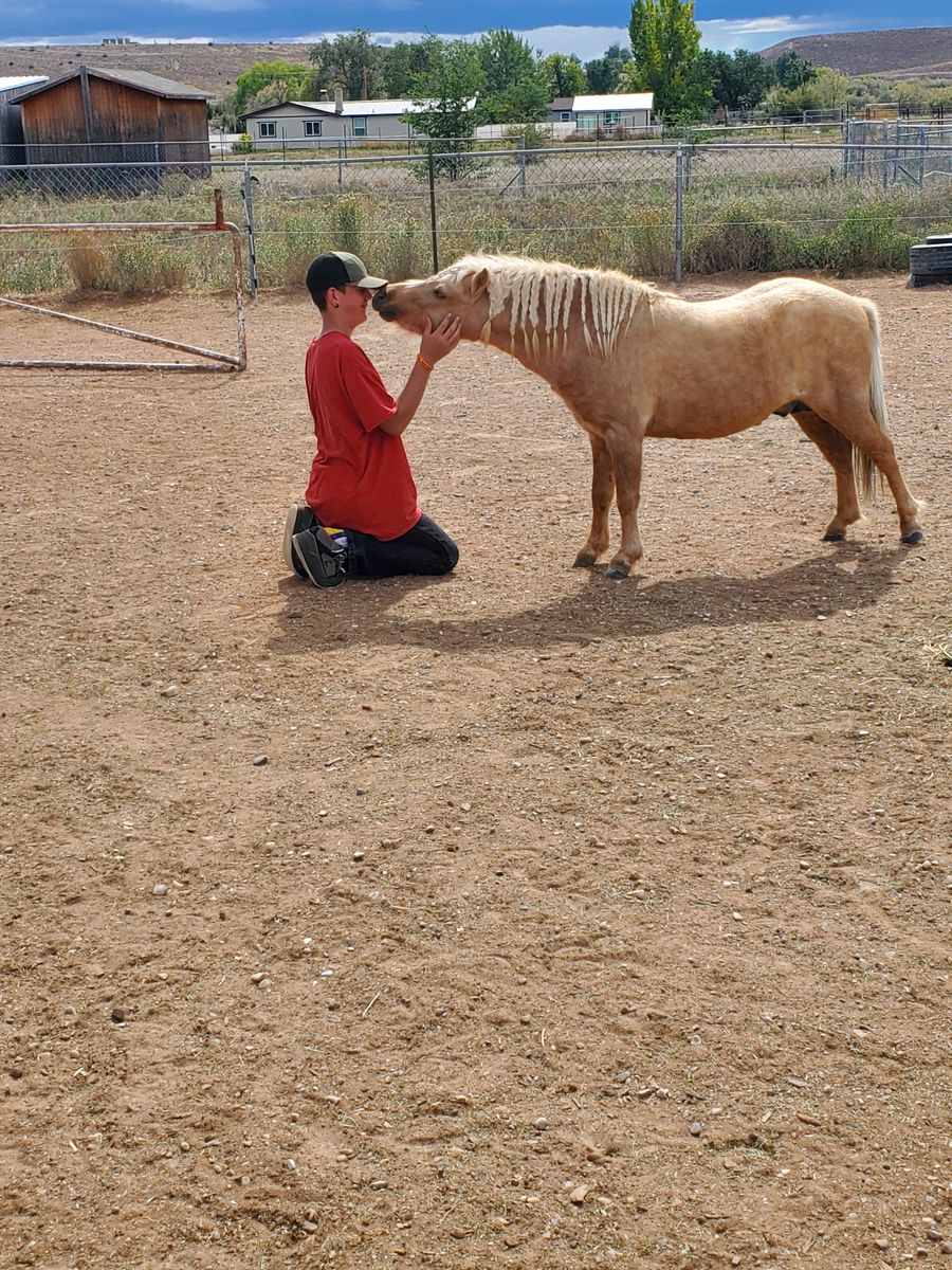 Miniature Horse Stud