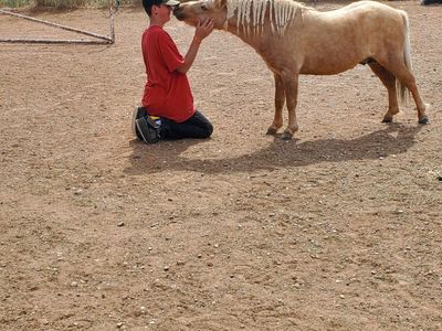 Miniature Horse Stud