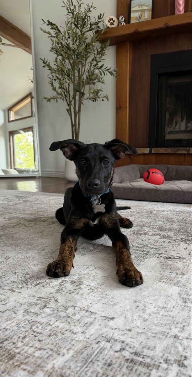 Archie: Sweet Shepherd Mix for Adoption - Potty & Crate Trained, Neutered, Vaccinated, Microchipped